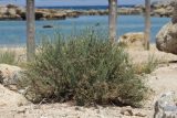 Limonium proliferum. Цветущее растение. Греция, о-в Крит, ном Ханья (Νομός Χανίων), дим Киссамос (Κίσσαμος), приморский пляж. 25 июня 2017 г.