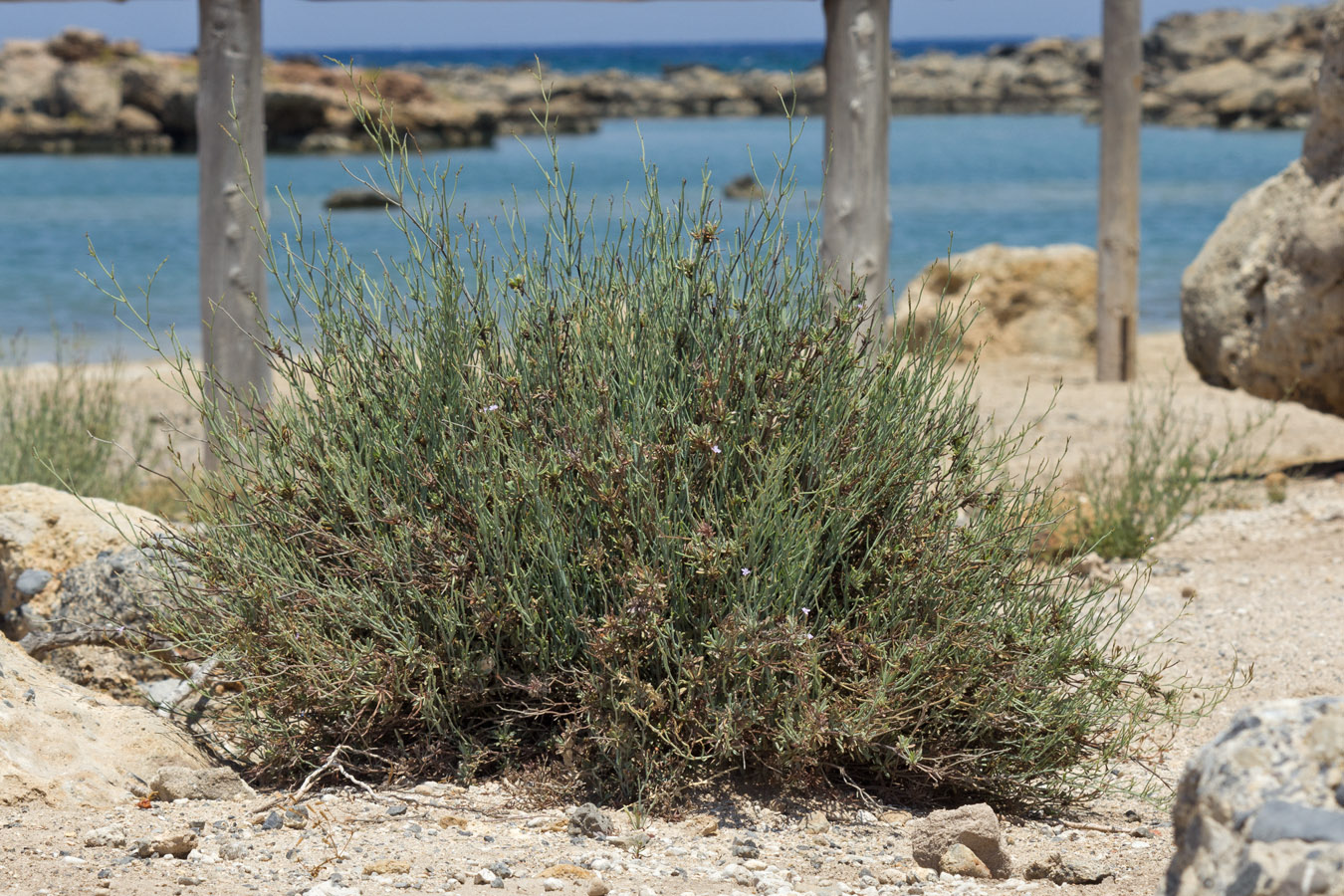 Image of Limonium proliferum specimen.