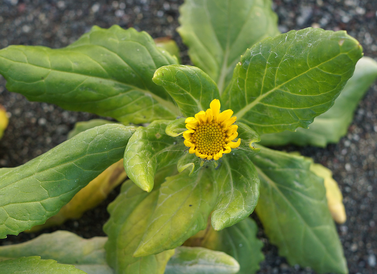 Image of Senecio pseudoarnica specimen.