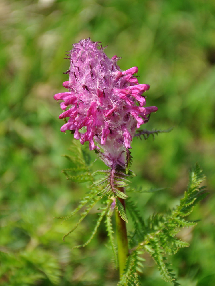 Image of Pedicularis panjutinii specimen.