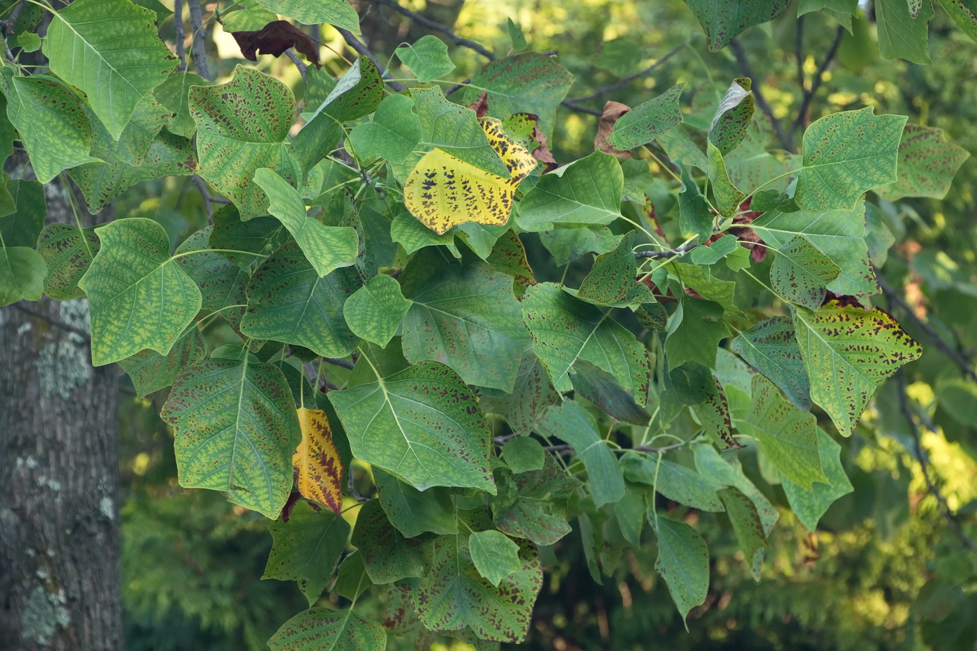 Image of Liriodendron tulipifera specimen.