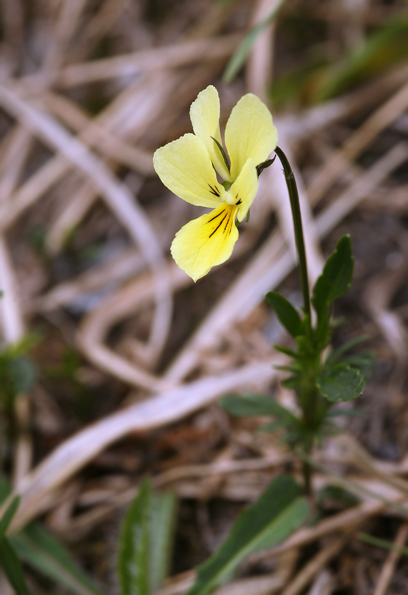 Image of Viola lutea ssp. sudetica specimen.