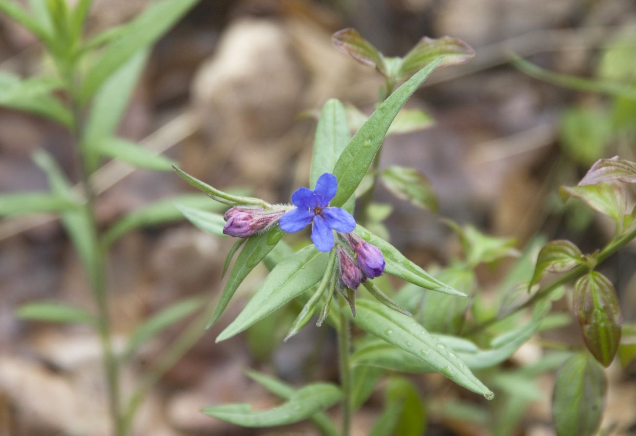 Изображение особи Aegonychon purpureocaeruleum.