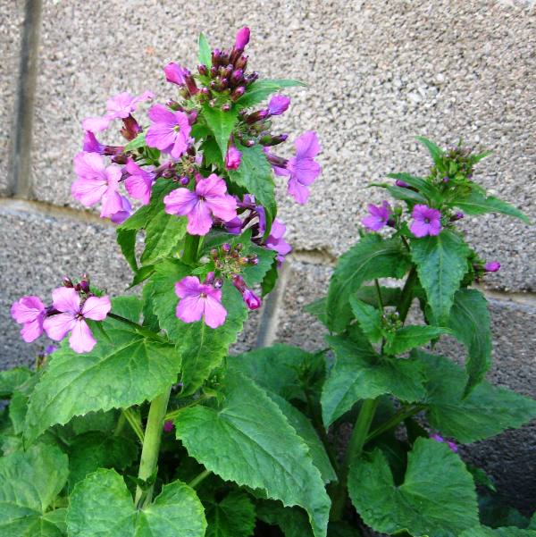 Изображение особи Lunaria annua.