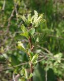 Cerasus tomentosa