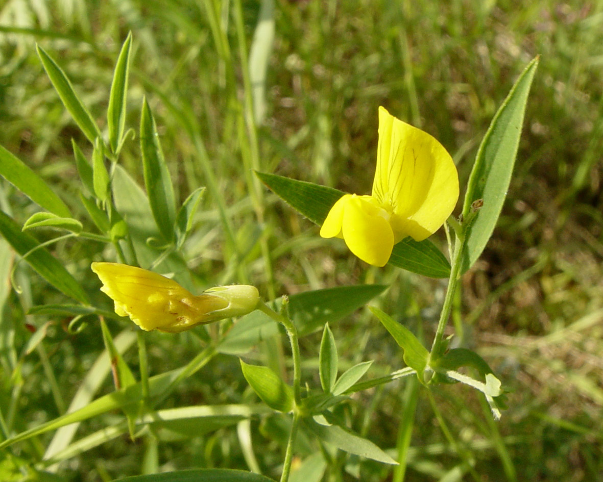 Image of Lathyrus pratensis specimen.