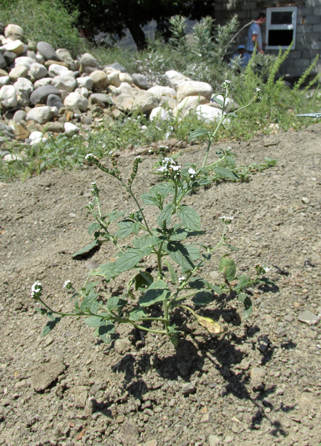 Изображение особи Heliotropium styligerum.