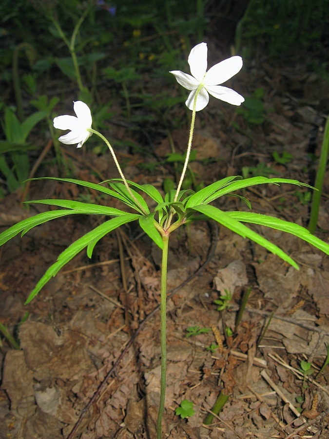 Image of Anemone caerulea specimen.