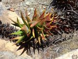 Aloe perfoliata