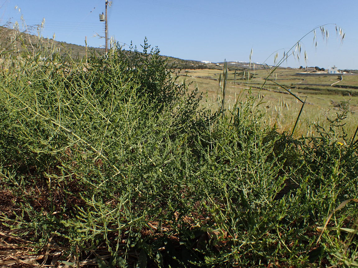 Изображение особи Hypericum triquetrifolium.