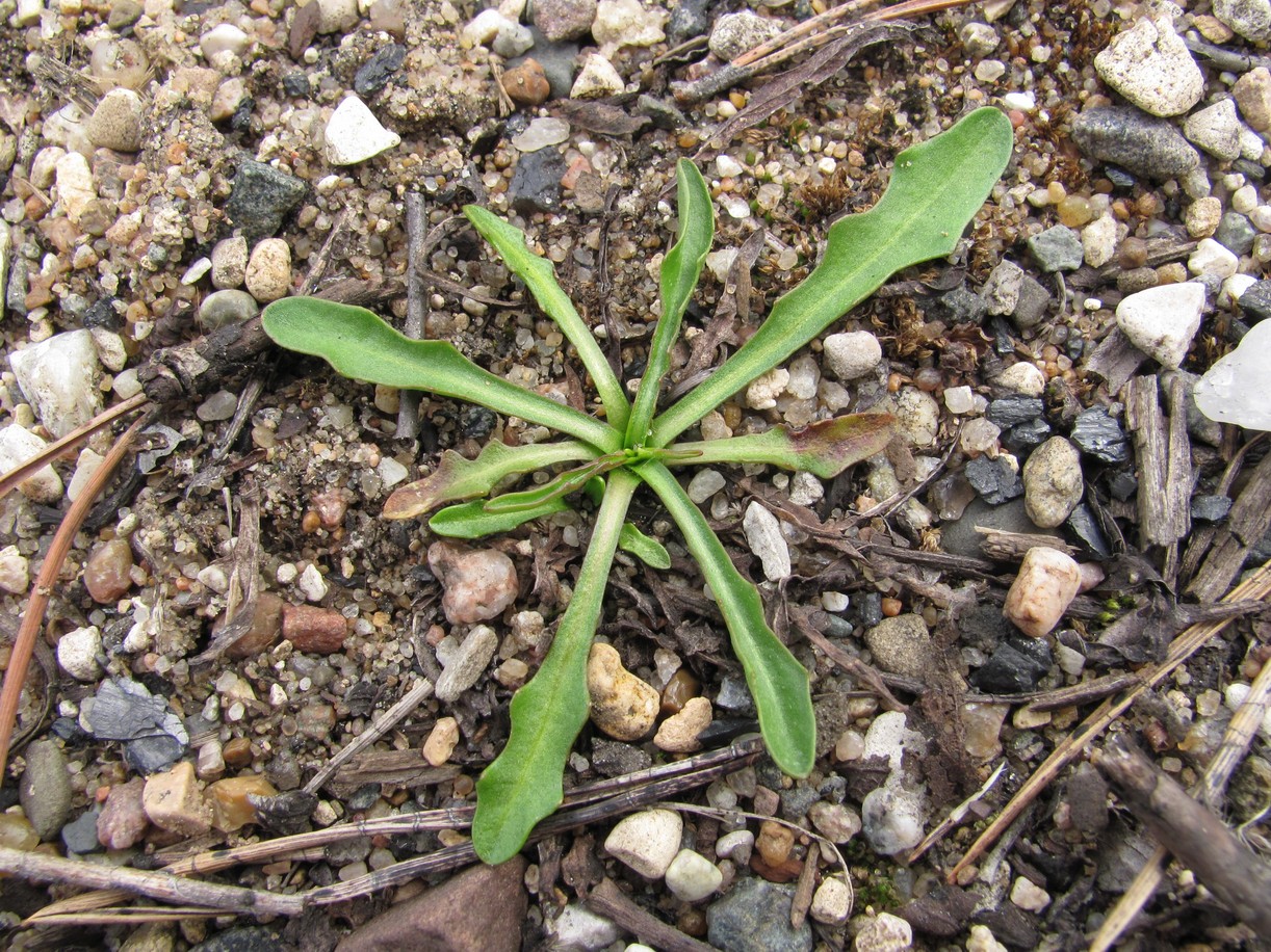 Image of Erigeron acris specimen.