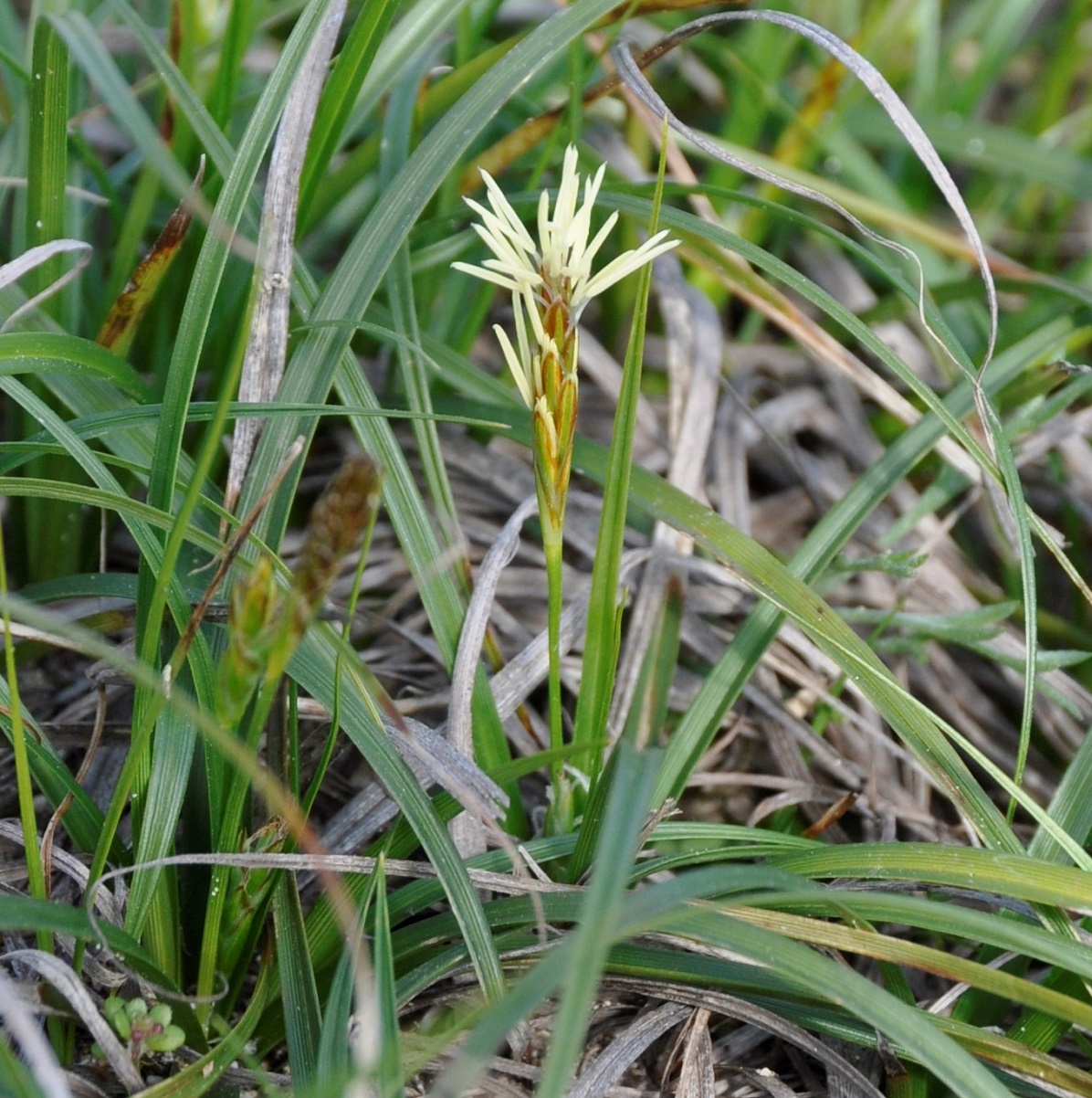 Image of genus Carex specimen.