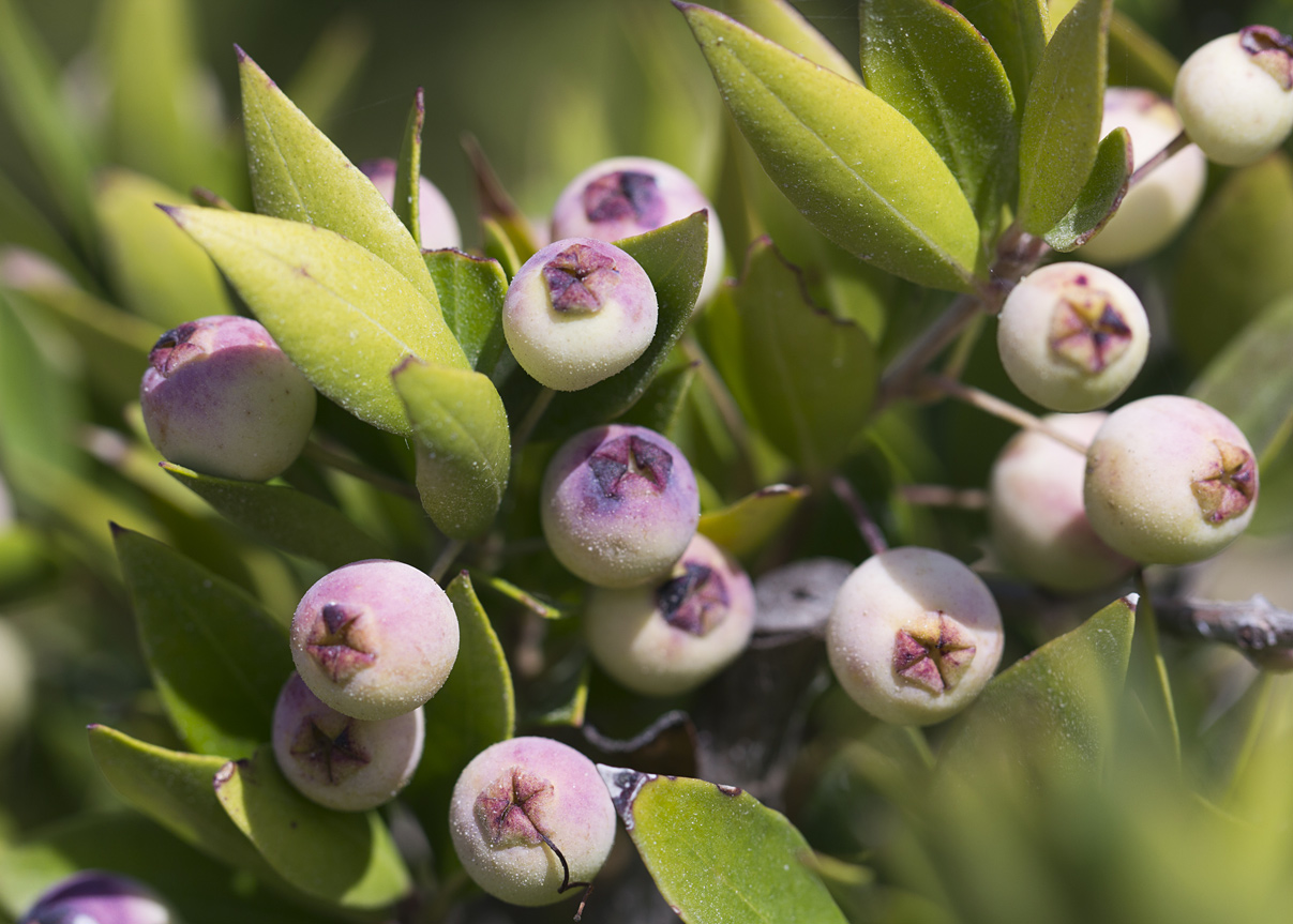 Изображение особи Myrtus communis var. leucocarpa.