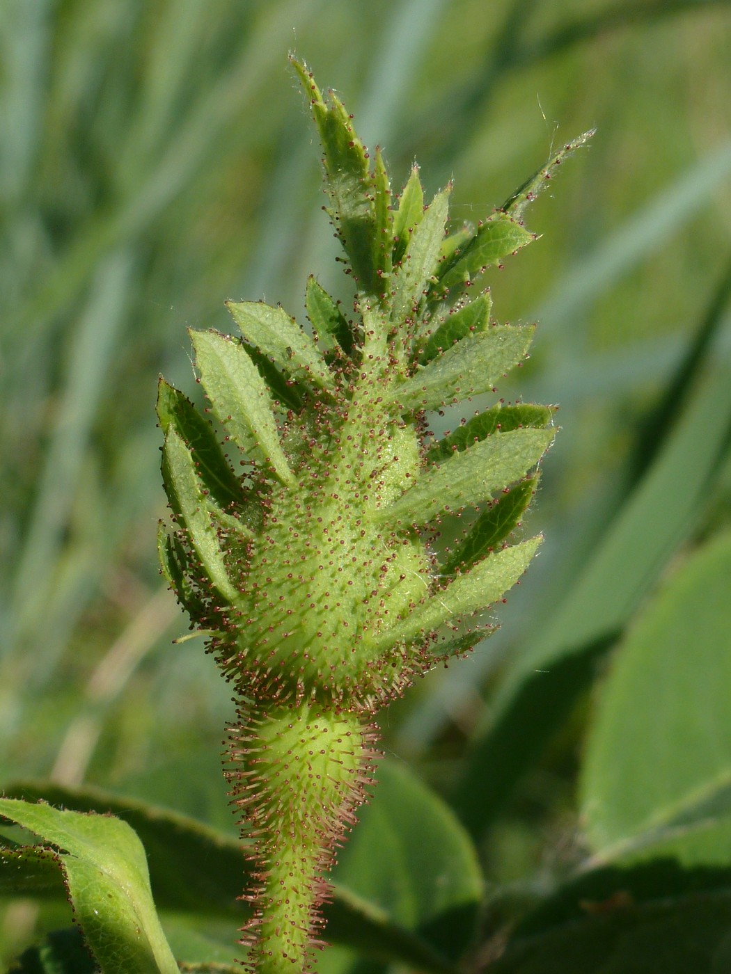 Image of Rosa gallica specimen.