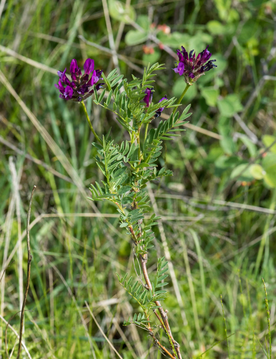 Изображение особи Astragalus austroaltaicus.