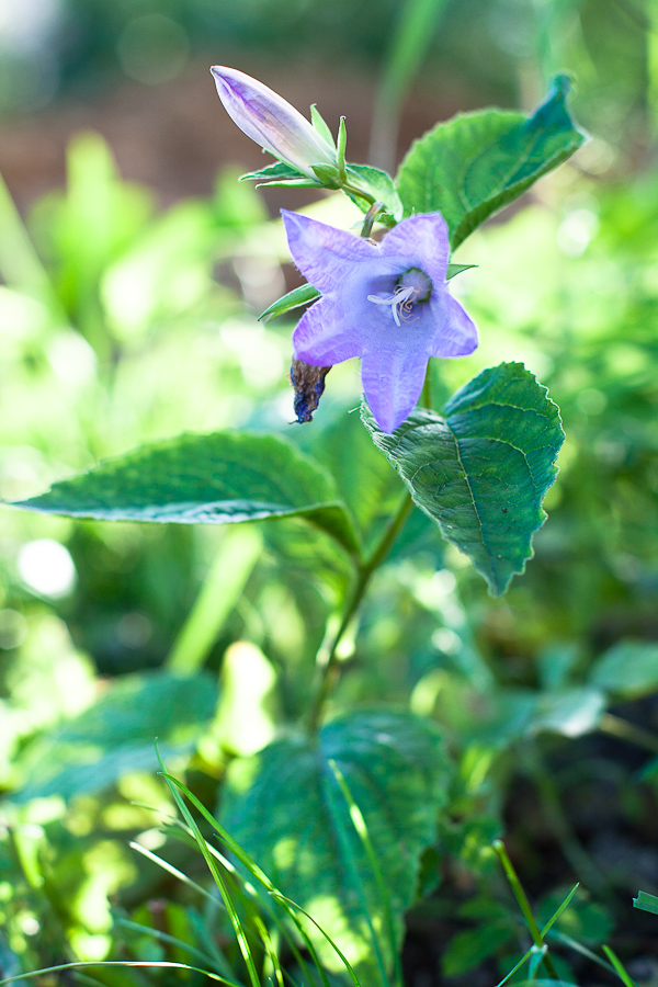 Image of Campanula latifolia specimen.