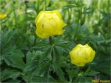 Смотреть изображение Trollius altissimus