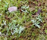 Pachypleurum alpinum. Цветущее растение. Республика Коми, нацпарк Югыд ва, перевал Зигзаг, моховая тундра. 17.08.2019.