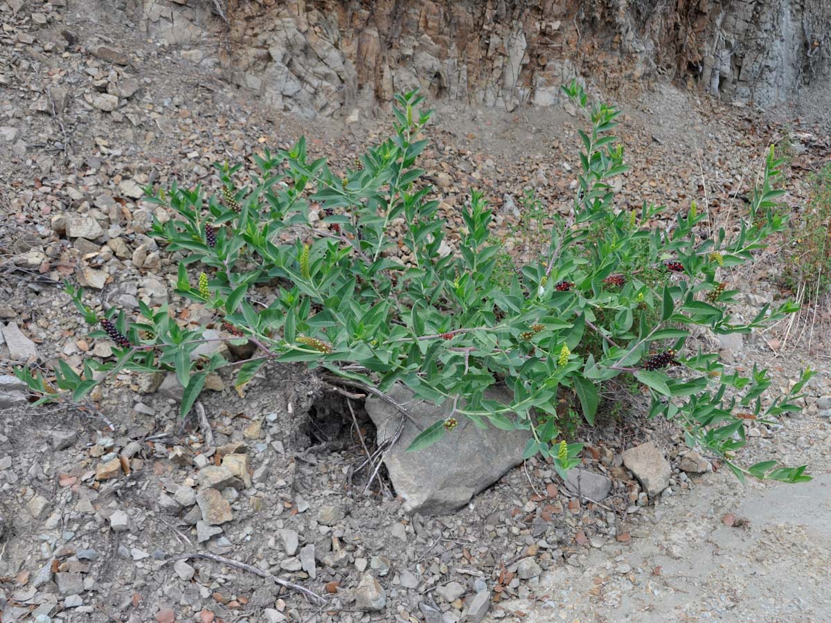 Изображение особи Phytolacca pruinosa.