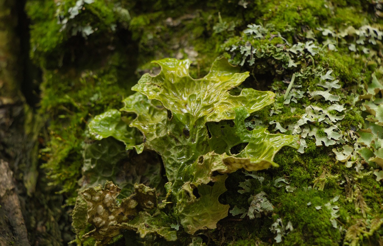 Image of Lobaria pulmonaria specimen.