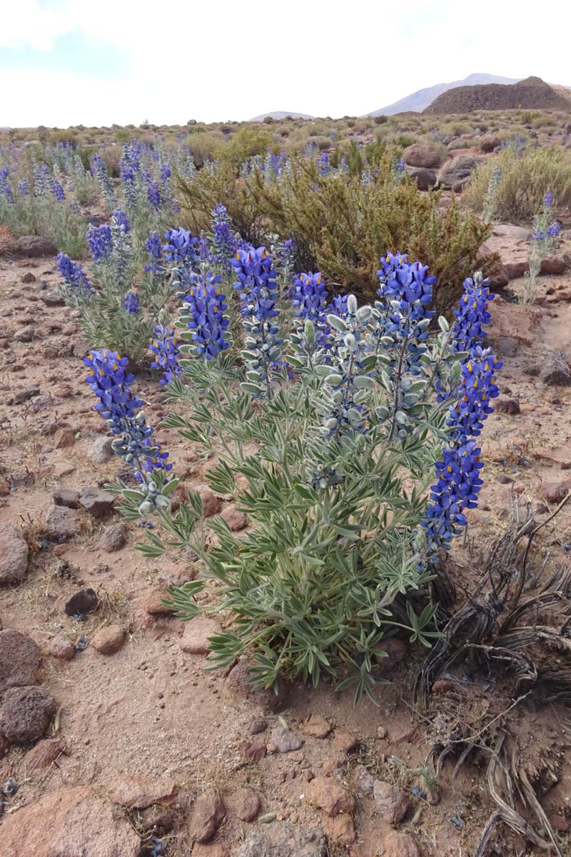 Изображение особи Lupinus oreophilus.