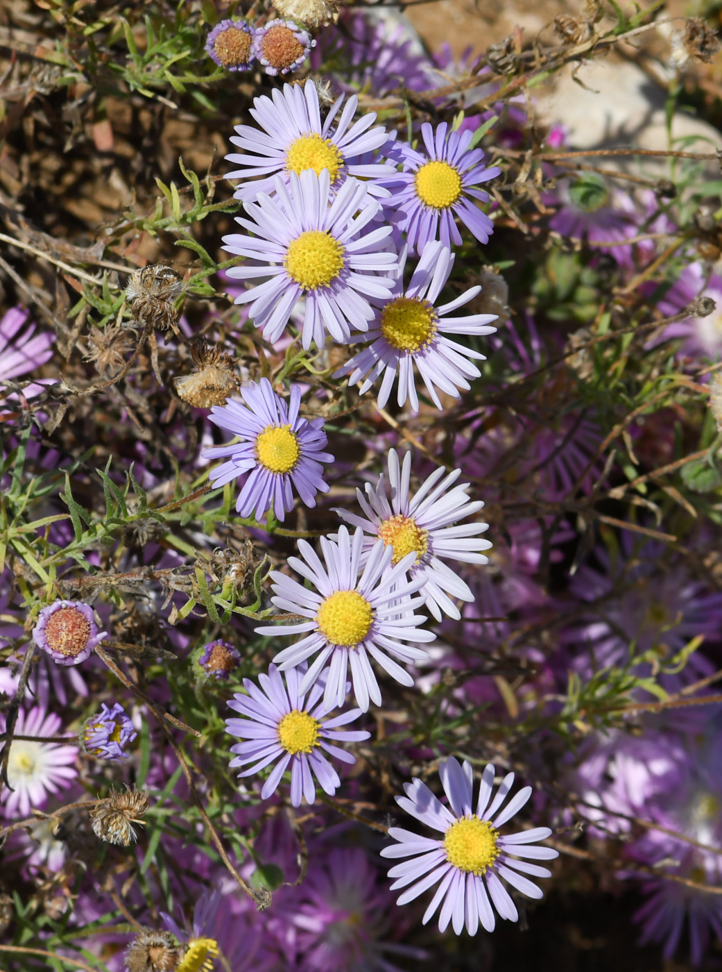 Image of Felicia australis specimen.