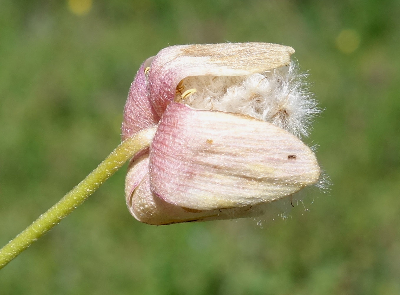 Image of Anemone gortschakowii specimen.