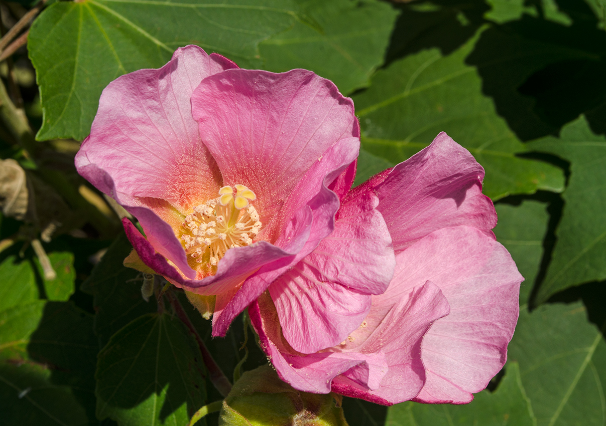 Image of Hibiscus mutabilis specimen.