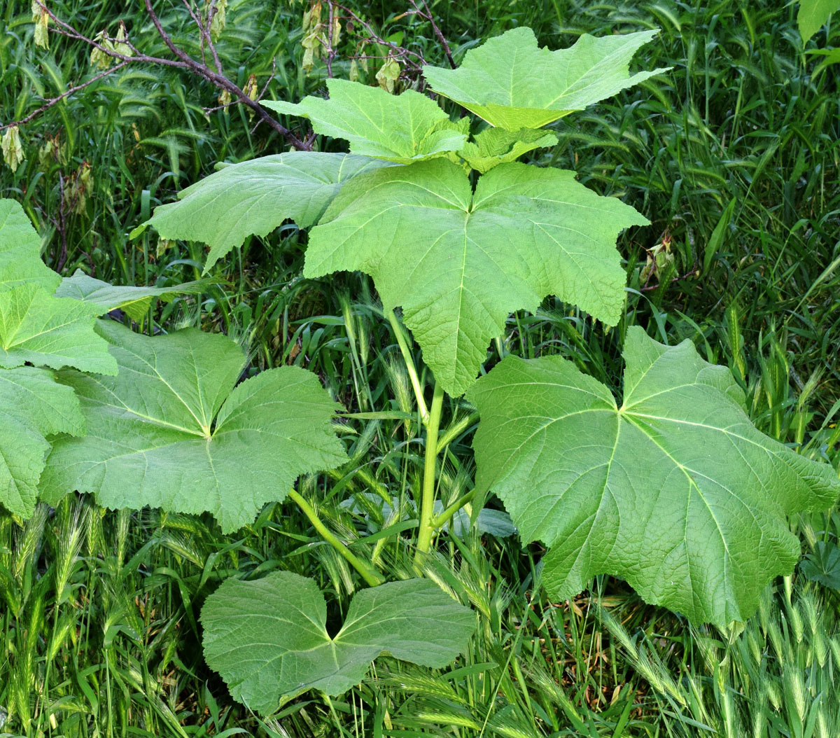 Image of Alcea rosea specimen.