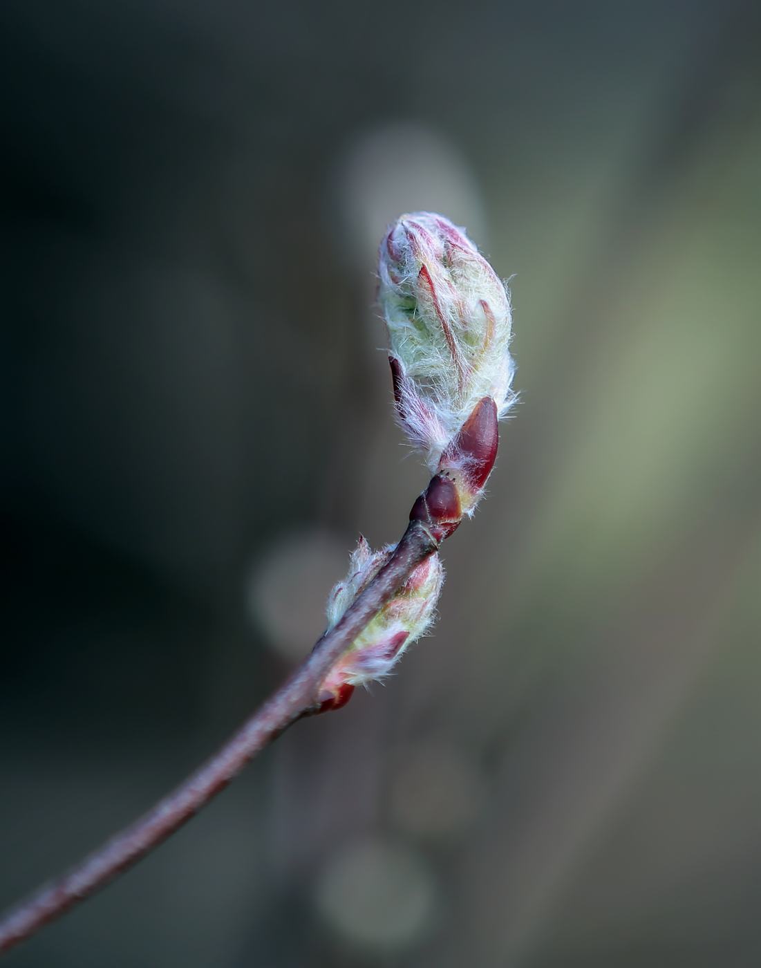 Image of Amelanchier spicata specimen.