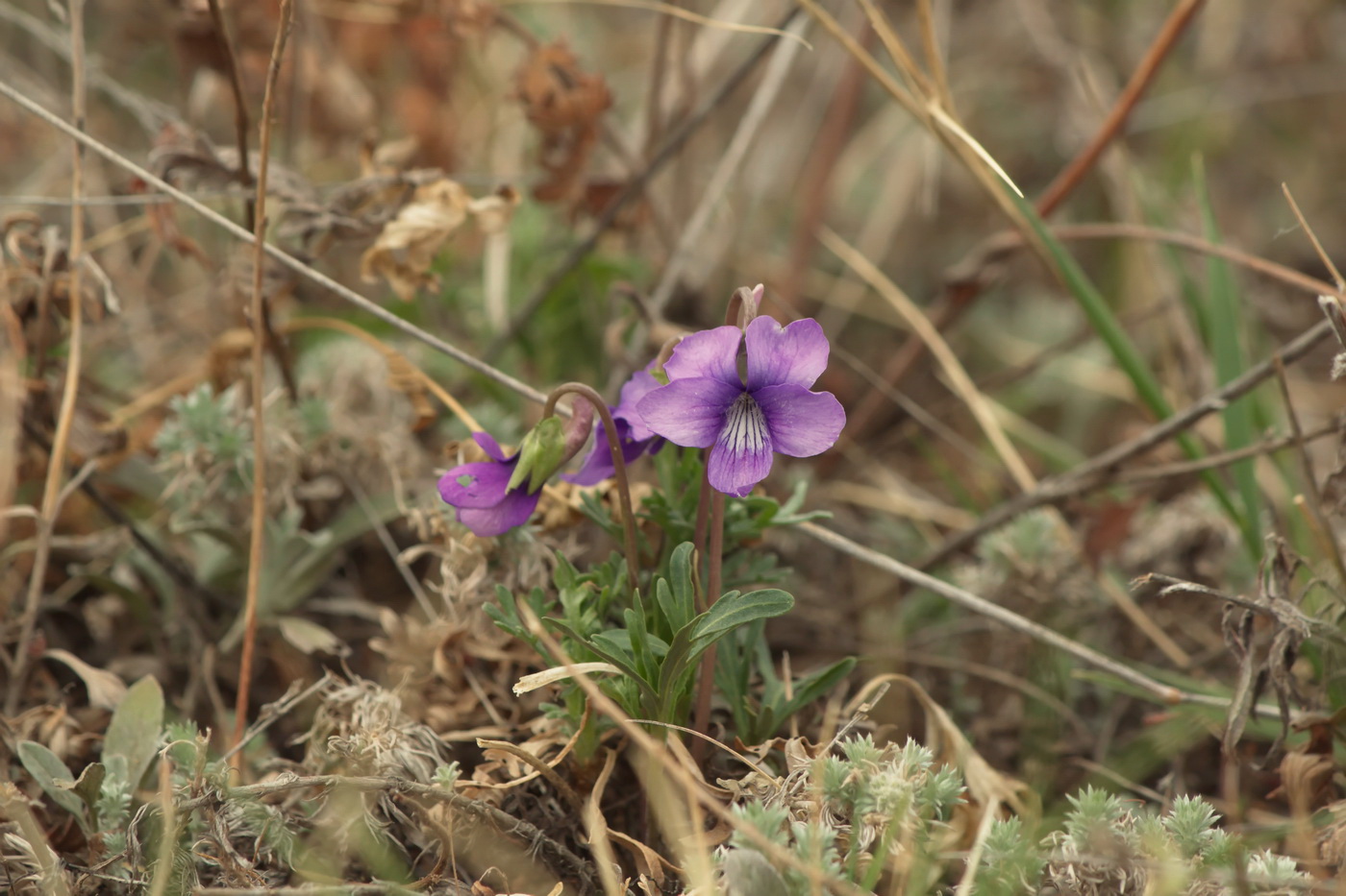 Изображение особи Viola dissecta.