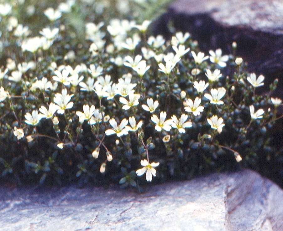 Изображение особи Cerastium igoschinae.