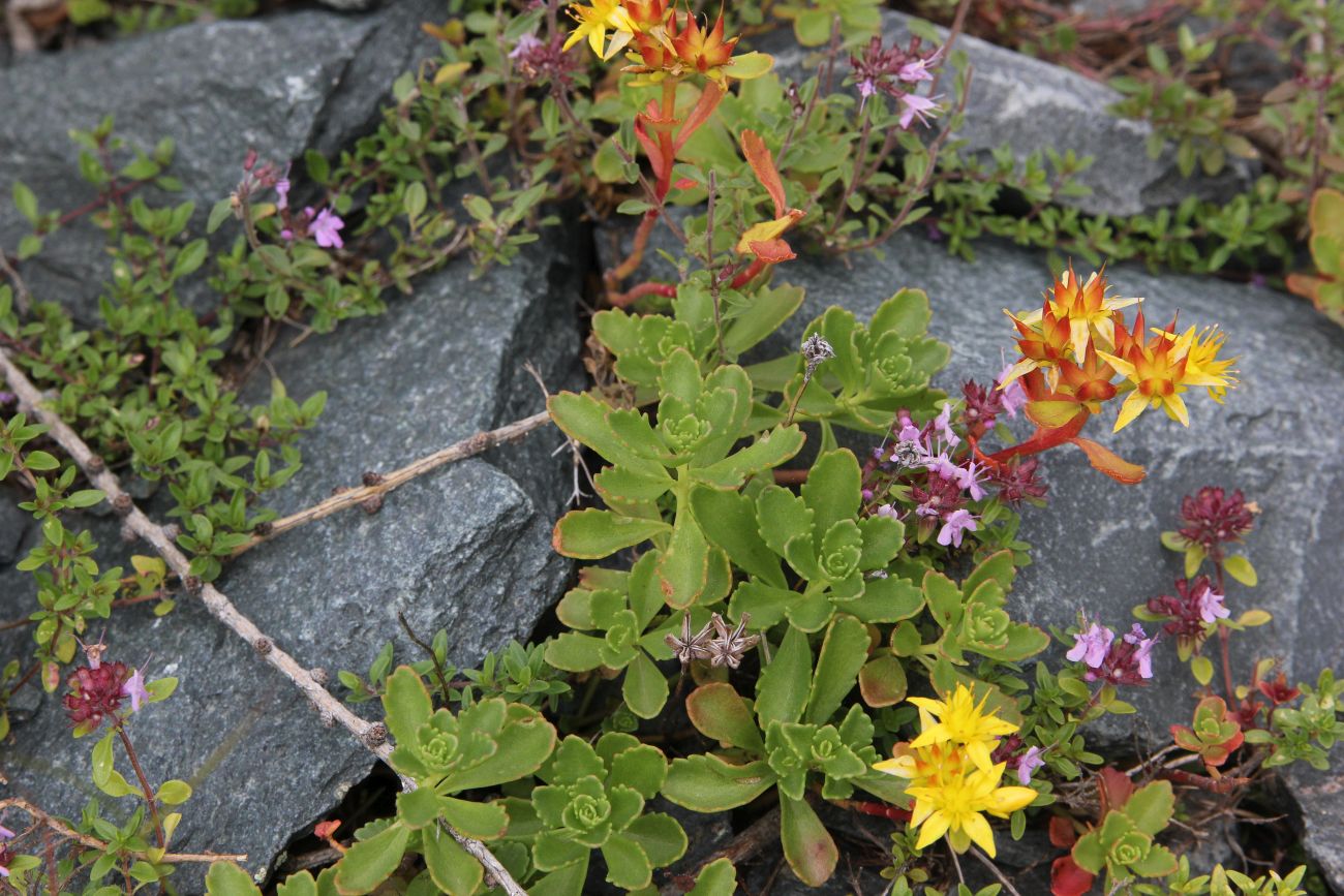 Image of Aizopsis hybrida specimen.