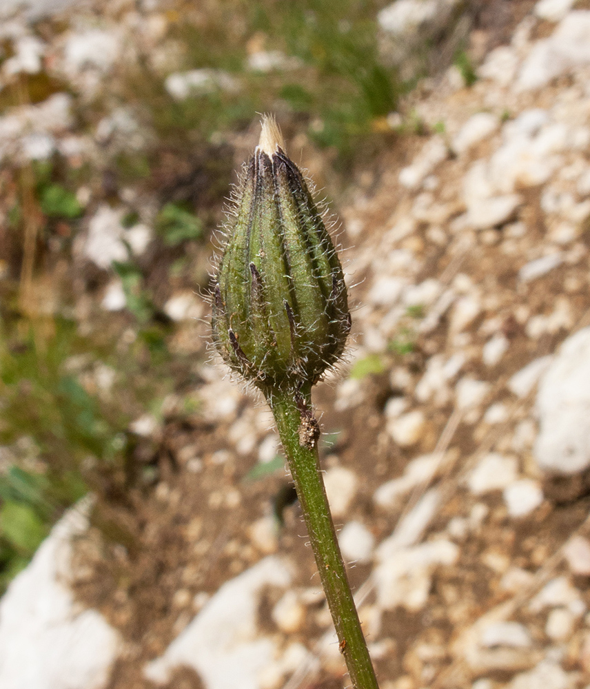 Image of Leontodon caucasicus specimen.