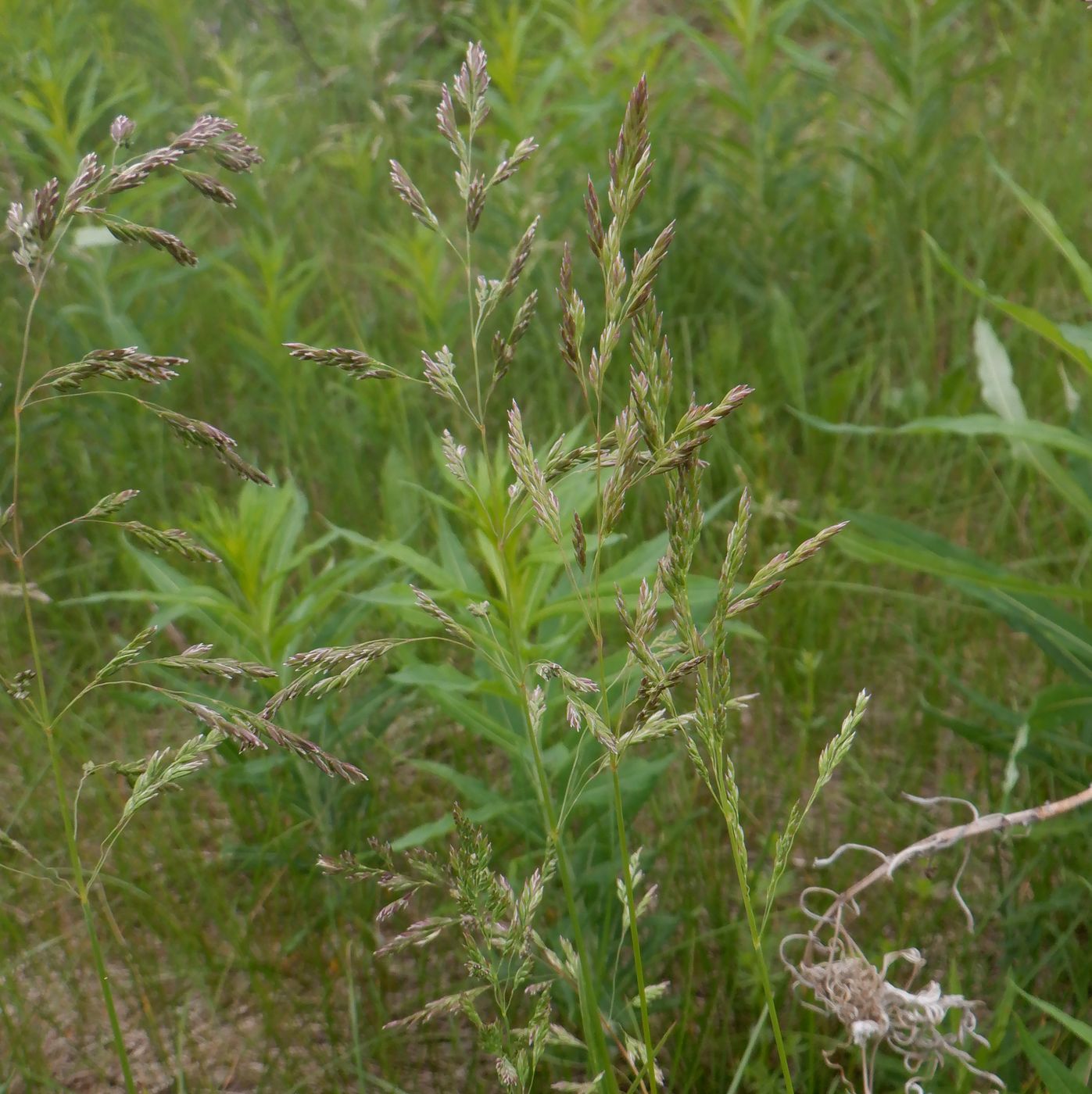 Image of genus Poa specimen.