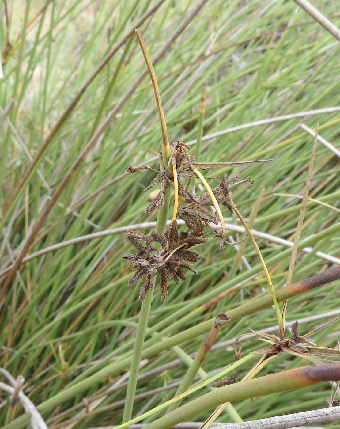 Изображение особи Cyperus marginatus.