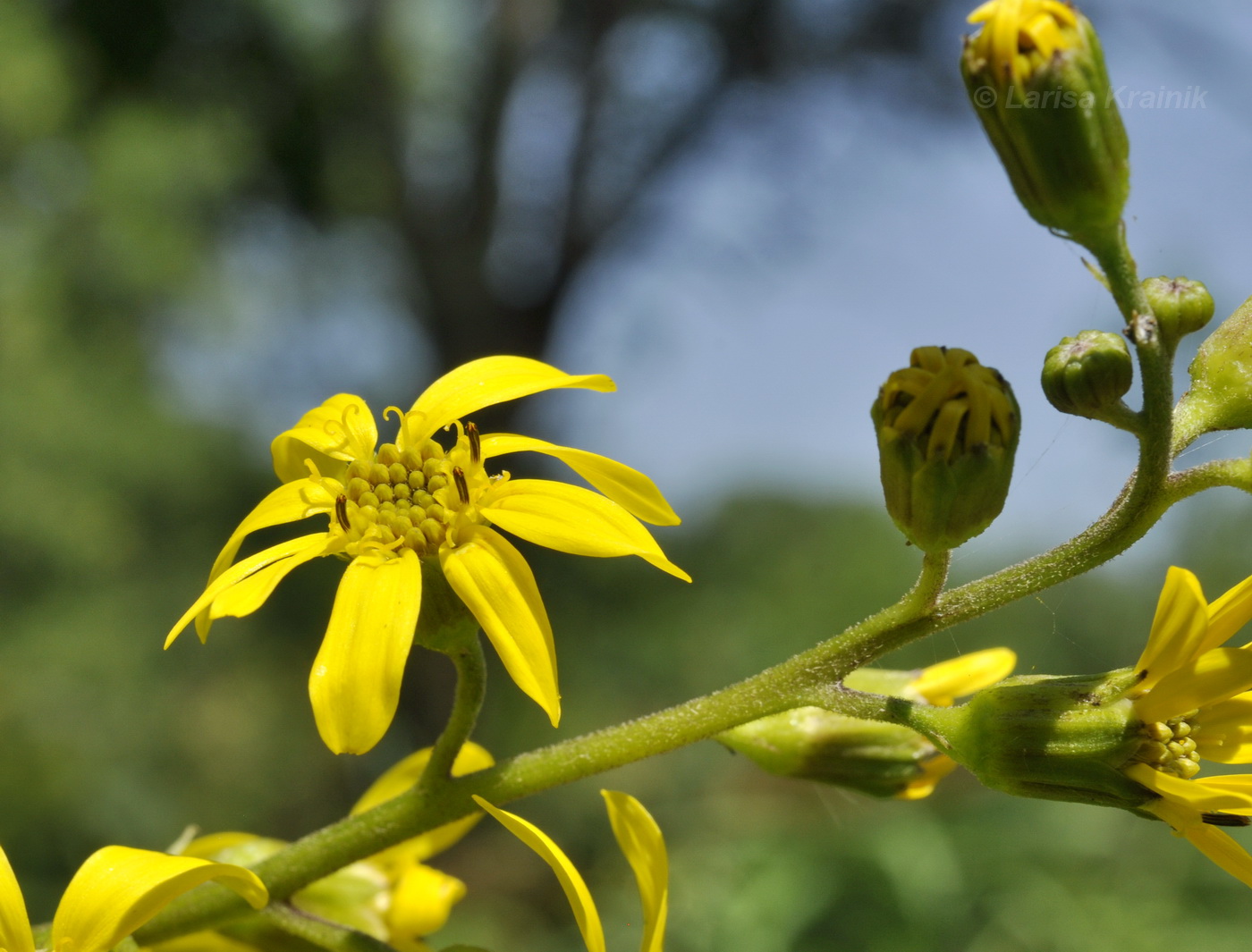 Image of Ligularia jaluensis specimen.