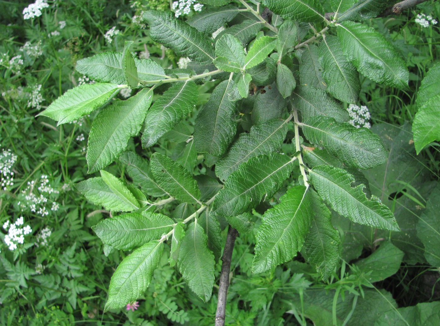 Image of Salix pseudomedemii specimen.