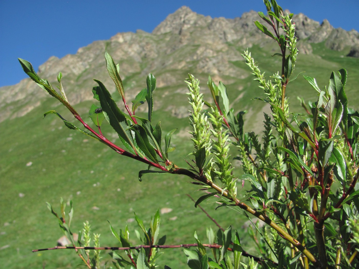 Image of Salix kazbekensis specimen.