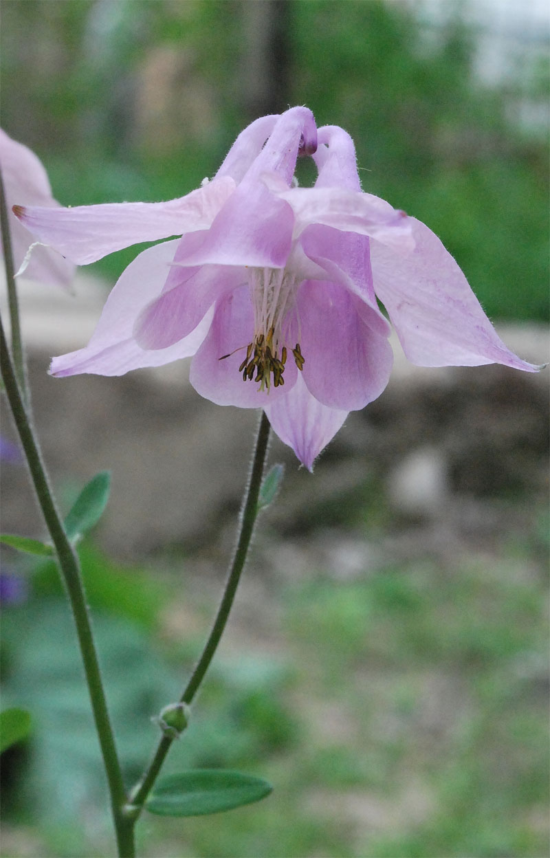 Image of Aquilegia vulgaris specimen.