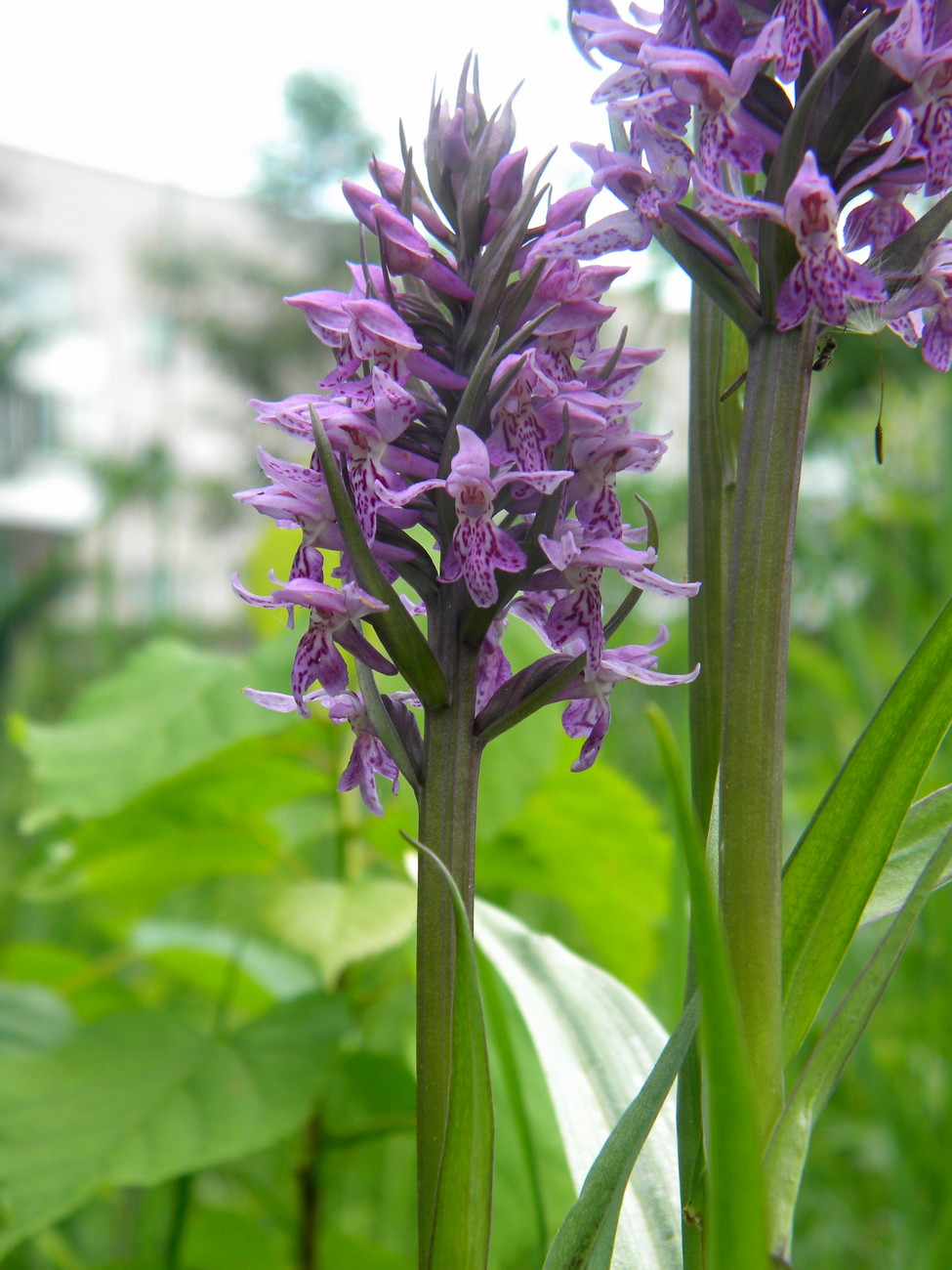 Изображение особи Dactylorhiza sibirica.