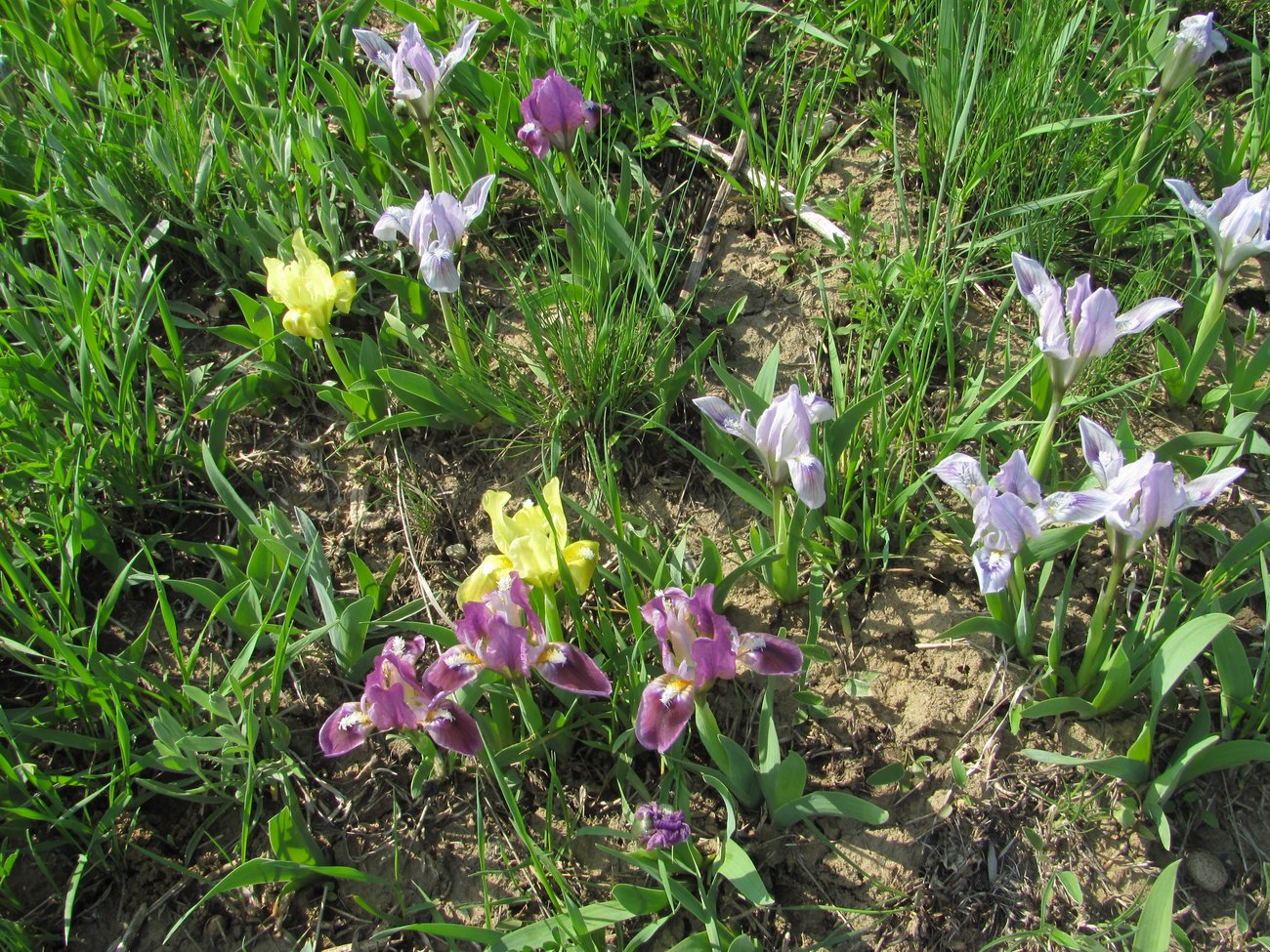 Image of Iris pumila specimen.