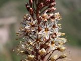 Eremurus × decoloratus
