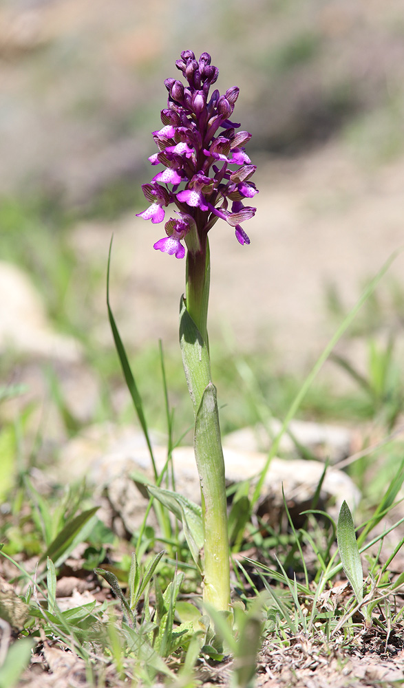 Image of Anacamptis morio ssp. caucasica specimen.