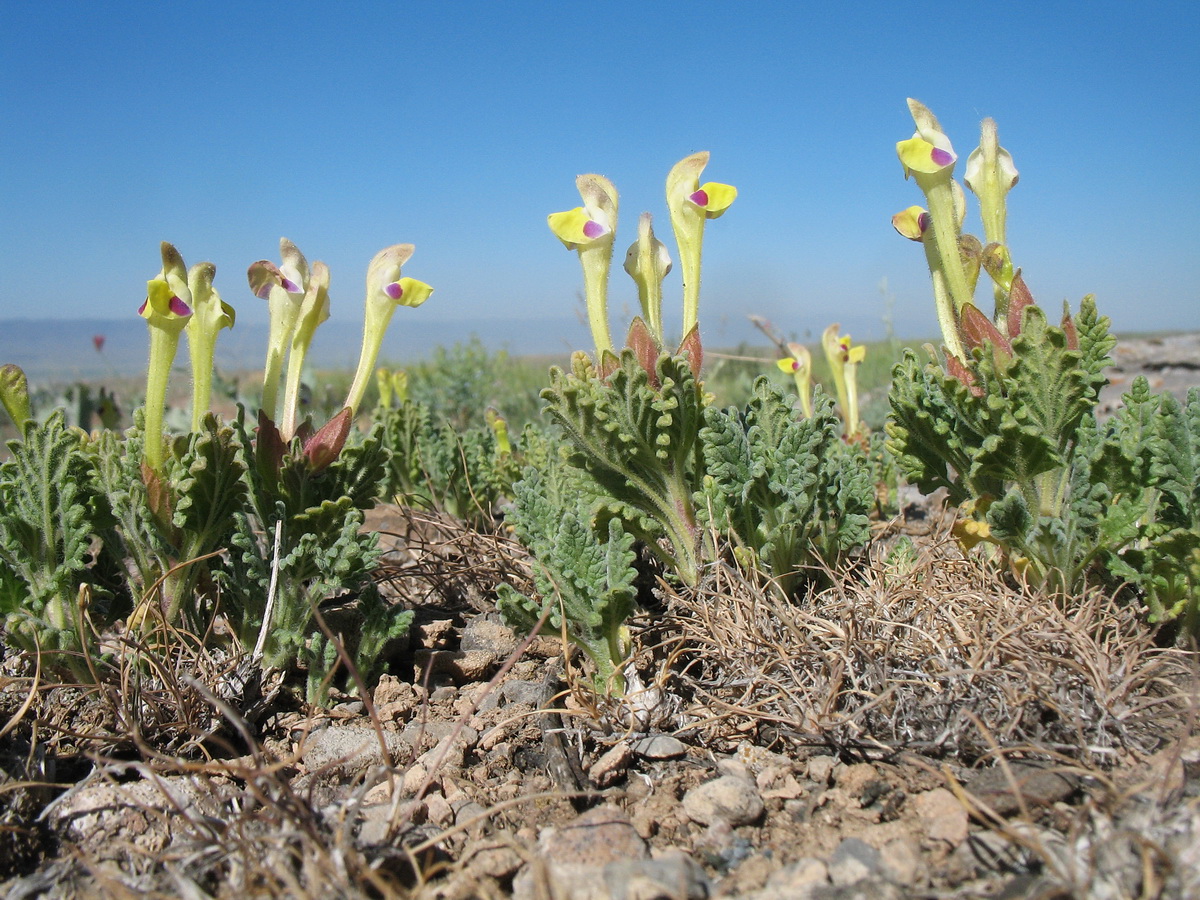 Image of Scutellaria subcaespitosa specimen.