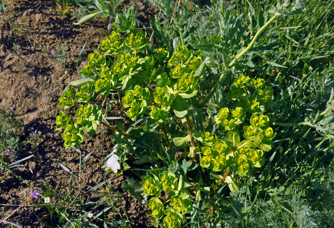 Изображение особи Euphorbia helioscopia.
