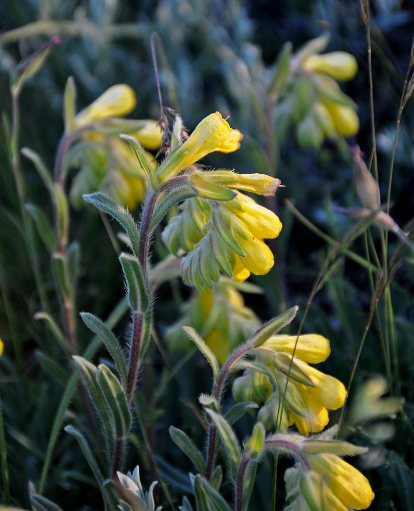 Изображение особи Onosma taurica.