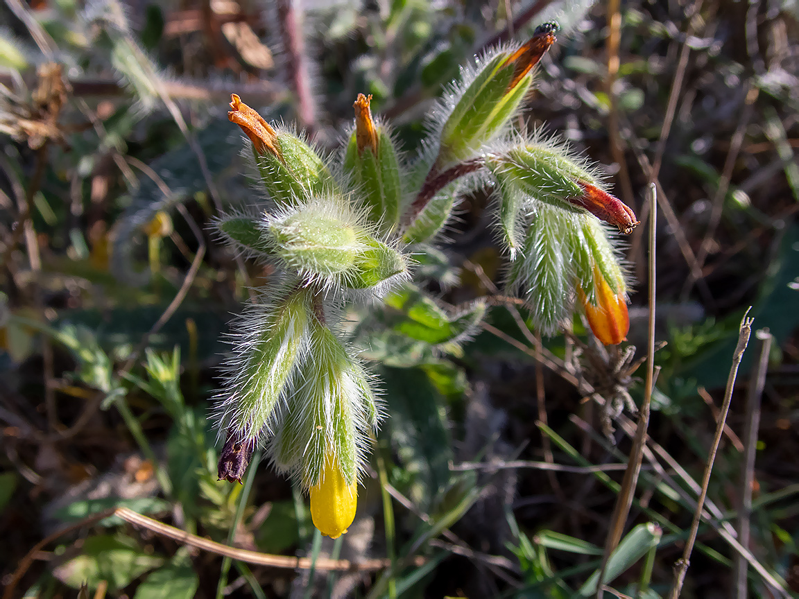 Image of Onosma graeca specimen.