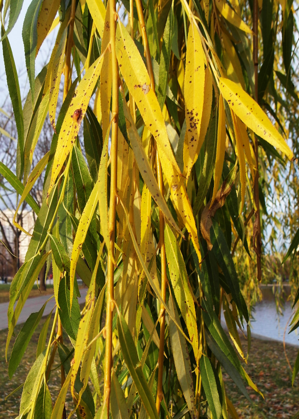 Image of Salix babylonica specimen.