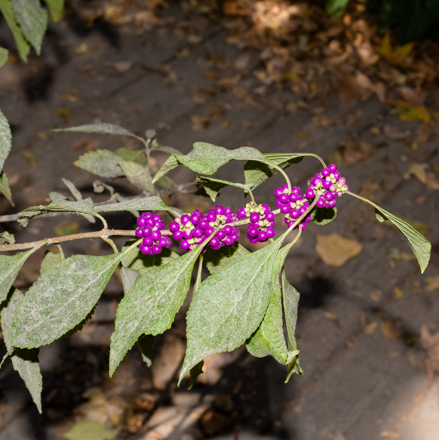 Image of Callicarpa americana specimen.